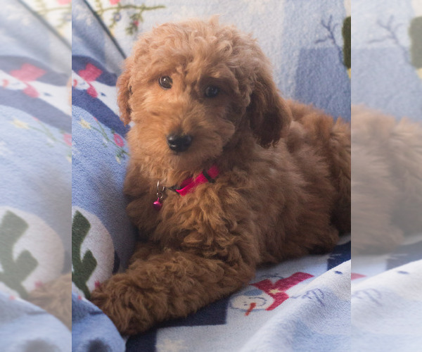 Medium Photo #7 Goldendoodle Puppy For Sale in MILWAUKEE, WI, USA