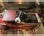 Small Photo #2 Australian Shepherd Puppy For Sale in LAKE ISABELLA, CA, USA