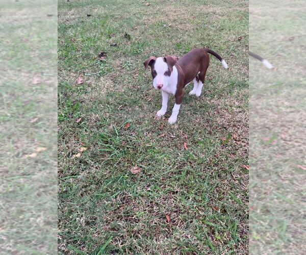 Medium Photo #3 Mutt Puppy For Sale in Claremore, OK, USA