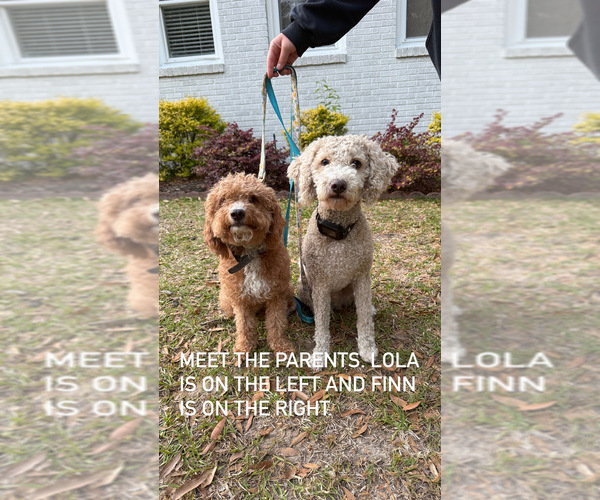 Medium Photo #1 Goldendoodle (Miniature) Puppy For Sale in AIKEN, SC, USA