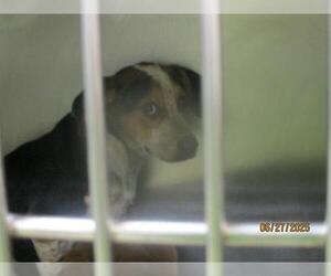 Mutt Dogs for adoption in Oklahoma City, OK, USA