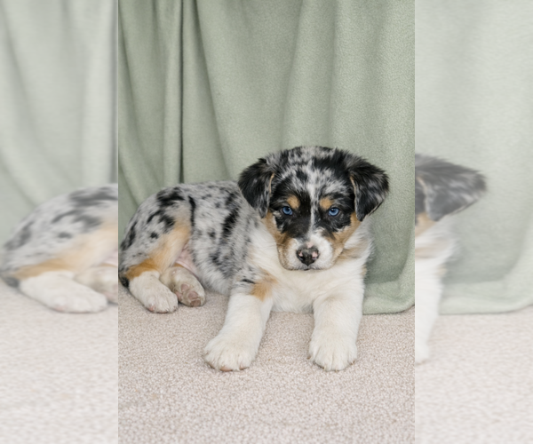 Medium Photo #1 Australian Shepherd Puppy For Sale in MABEL, MN, USA