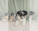 Puppy Hank Australian Shepherd