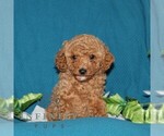 Small #2 Goldendoodle (Miniature)