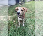 Small #3 Labrador Retriever Mix