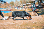 Small Photo #3 Doberman Pinscher Puppy For Sale in Maglic, Vojvodina, Serbia
