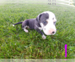 Small Photo #8 Great Dane Puppy For Sale in STOCKTON, MO, USA