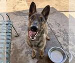 Small Photo #2 German Shepherd Dog Puppy For Sale in Modesto, CA, USA