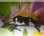 Small Photo #21 Australian Shepherd-Cavalier King Charles Spaniel Mix Puppy For Sale in HOWLAND, OH, USA