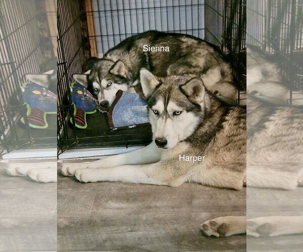 Medium Photo #3 Siberian Husky Puppy For Sale in Cedar Crest, NM, USA