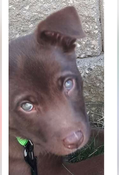 Medium Photo #1 Labrador Retriever-Siberian Husky Mix Puppy For Sale in SAINT LOUIS, MO, USA