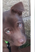 Small Photo #1 Labrador Retriever-Siberian Husky Mix Puppy For Sale in SAINT LOUIS, MO, USA