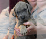 Small Photo #9 Great Dane Puppy For Sale in DANIELSON, CT, USA