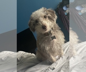 Mother of the Shih-Poo-YorkiePoo Mix puppies born on 08/15/2023