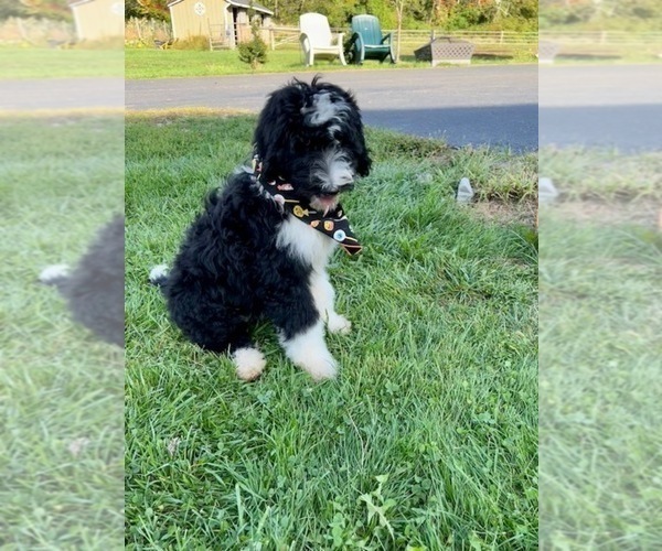 Medium Photo #6 Bernedoodle Puppy For Sale in FLEMINGTON, NJ, USA