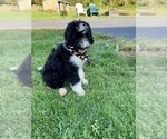 Small Photo #6 Bernedoodle Puppy For Sale in FLEMINGTON, NJ, USA