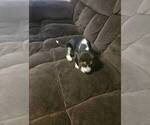 Puppy Wade Beagle