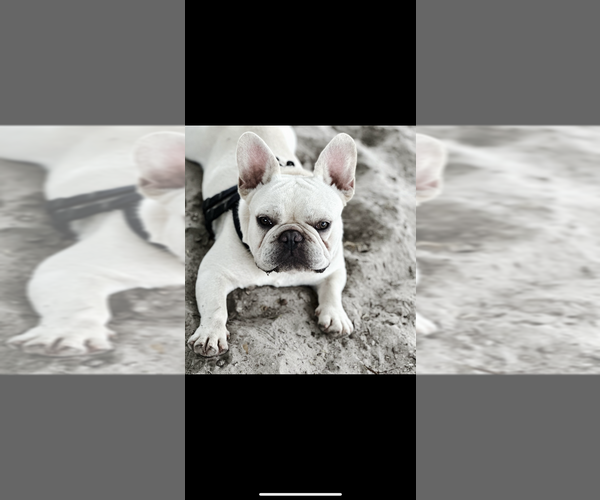 Medium Photo #1 French Bulldog Puppy For Sale in DADE CITY, FL, USA