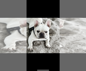 Father of the French Bulldog puppies born on 04/01/2025