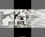 Small Photo #1 French Bulldog Puppy For Sale in DADE CITY, FL, USA