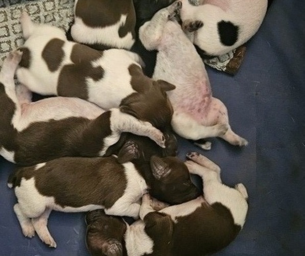 Medium Photo #1 German Shorthaired Pointer Puppy For Sale in WILD ROSE, WI, USA