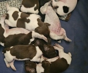 German Shorthaired Pointer Puppy for sale in WILD ROSE, WI, USA