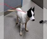 Small Border Collie Mix