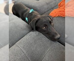 Small #6 Labrador Retriever Mix
