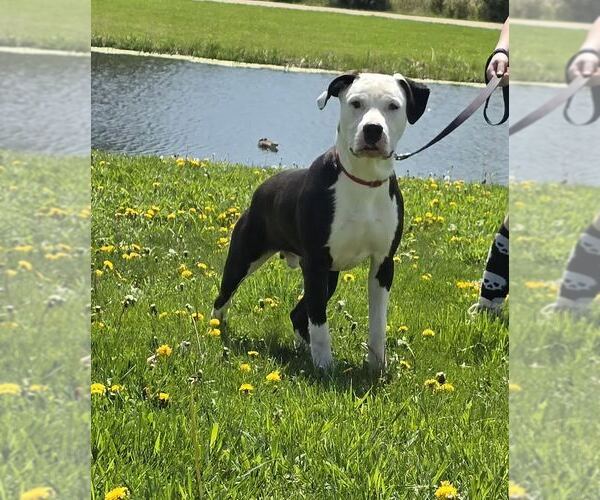 Medium Photo #1 Dogo Argentino-Unknown Mix Puppy For Sale in Oskaloosa, IA, USA