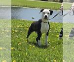 Small Dogo Argentino Mix