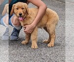 Small Photo #4 Golden Retriever Puppy For Sale in KNOXVILLE, TN, USA