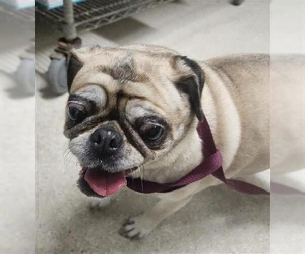 Medium Photo #1 Pug Puppy For Sale in Bakersfield, CA, USA