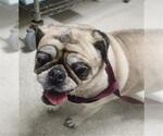 Small Pug