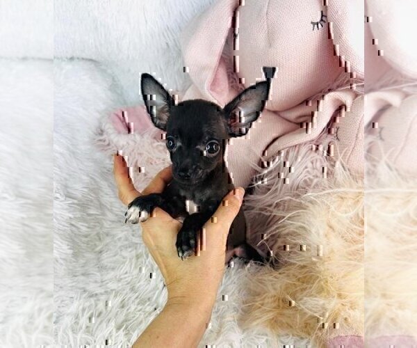 Medium Photo #3 Chihuahua Puppy For Sale in JENSEN BEACH, FL, USA