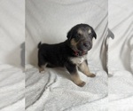Puppy 9 Collie-German Shepherd Dog Mix