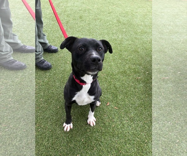 Medium Photo #2 Mutt Puppy For Sale in Shelburne, VT, USA