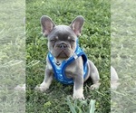 Small #4 French Bulldog