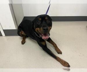 Rottweiler Dogs for adoption in Corona, CA, USA