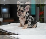 Small #4 French Bulldog