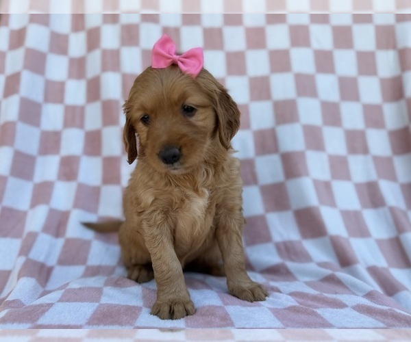 Medium Photo #5 Golden Retriever Puppy For Sale in LAKELAND, FL, USA