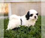 Veronica - Female Zuchon Puppy for Sale - Photo #2