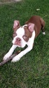 Small Photo #1 Boston Terrier-Boxer Mix Puppy For Sale in SAINT PAUL, MN, USA