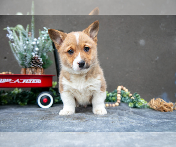 Medium Photo #1 Pembroke Welsh Corgi Puppy For Sale in CHRISTIANA, PA, USA