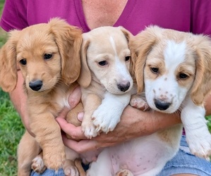 Dachshund Puppy for sale in FOREST CITY, NC, USA