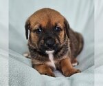 Small Photo #3 Labrador Retriever-Unknown Mix Puppy For Sale in San Diego, CA, USA