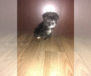 YorkiePoo-Yorkshire Terrier Mix Puppy for sale in LAPEER, MI, USA