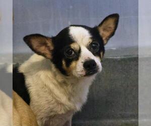 Mutt Dogs for adoption in San Antonio, TX, USA
