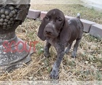 Small Photo #5 German Shorthaired Pointer Puppy For Sale in PLAINVIEW, TX, USA
