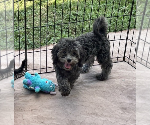 Medium Photo #3 ShihPoo Puppy For Sale in GLOUCESTER, VA, USA