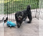 Macey - Female ShihPoo Puppy for Sale - Photo #3